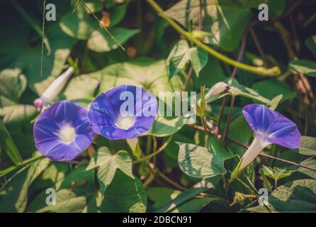 A selective focus shot of beautiful purple Ivyleaf morning-glory ( Ipomoea hederacea ) flowers in a garden captured on a sunny day Stock Photo