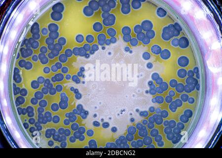 Growth of bacteria and mold in a petri dish Stock Photo