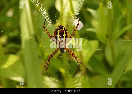 Signature spider, Argiope anasuja, Karkala, Mangalore, Karnataka India Stock Photo