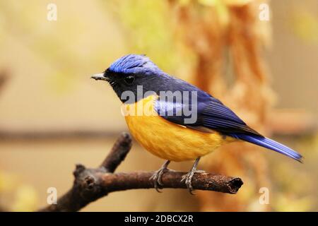 Rufous Bellied Niltava, Niltava sundara, Sattal, Uttarakhand, India Stock Photo