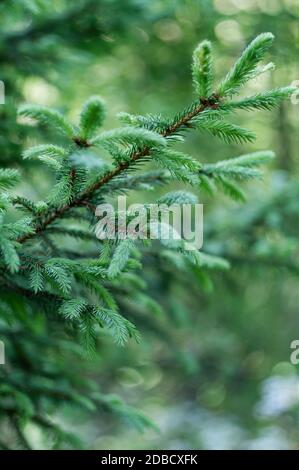 Branches with young spruce shoots on a green blurred background. Green natural background. Vertical crop. Stock Photo
