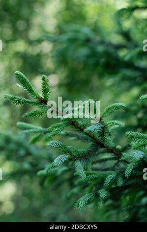 Branches with young spruce shoots on a green blurred background. Green natural background. Vertical crop. Stock Photo