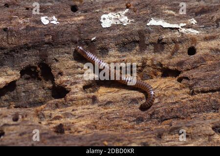 A millipede, family Julidae, walks over a rotten piece of wood. Summer in a Dutch garden. June Stock Photo