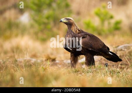 Majestic golden eagle, aquila chrysaetos, sitting on meadow with blurred green trees in background. Strong bird with brown feathers and fierce look fa Stock Photo