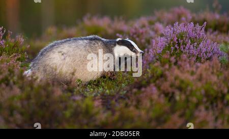 Curious european badger, meles meles, looking aside from profile view on blooming heathland in summer. Adorable mammal with little black eyes animal s Stock Photo