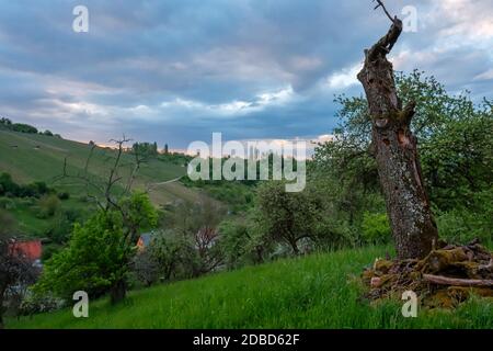 Dead tree trunk landscape with grey clouds in spring Stock Photo