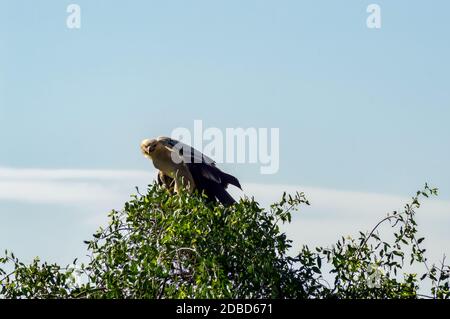 Juvenile Crowned Eagle perched on a tree in Samburu Park in Kenya Stock Photo