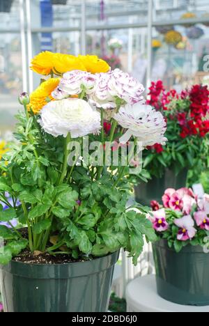 White and Yellow Rananculus flora. A blossomed flower with detailed petals shot, potted plant Stock Photo