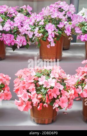 pink and purple impatiens in potted, scientific name Impatiens walleriana flowers also called Balsam, flowerbed of blossoms in pink and purple Stock Photo