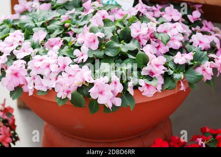 pink impatiens in potted, scientific name Impatiens walleriana flowers also called Balsam, flowerbed of blossoms in pink Stock Photo