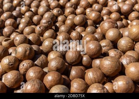 fresh macadamia nuts drying in the sun Stock Photo
