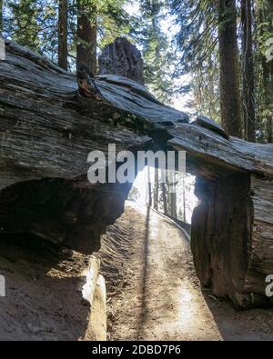 A huge old dead tree lays across a hiking trail in Sequoia national forest. Hikers can walk through. Stock Photo