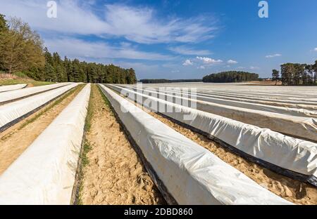 Asparagus field near Schrobenhausen in Bavaria, Germany Stock Photo