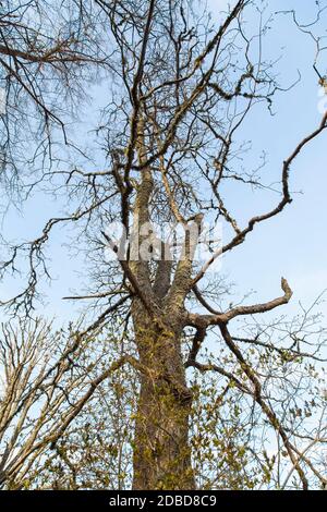 Old dried tree against the evening blue sky Stock Photo