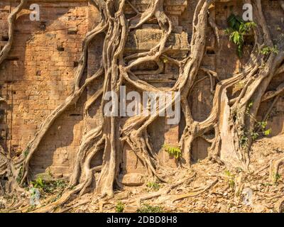 Overgrown temple in Prasat Sambor - Sambor Prei Kuk, Cambodia Stock Photo