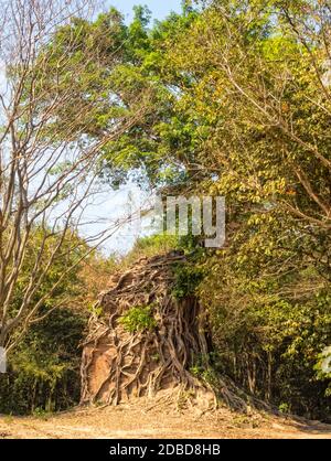 Overgrown temple in Prasat Sambor - Sambor Prei Kuk, Cambodia Stock Photo