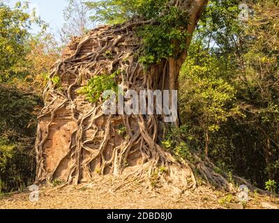 Overgrown temple in Prasat Sambor - Sambor Prei Kuk, Cambodia Stock Photo