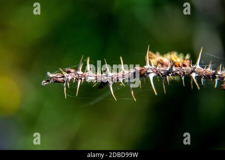 Natural green background from nature background natural branches. Branch with thorns on green background. Close up of branch with abstract natural gre Stock Photo