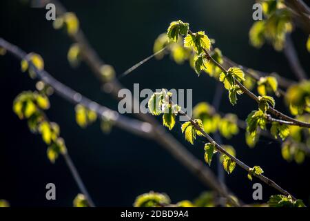 Bunch of young green branches of blackcurrant and fresh leaves at garden in springtime. Textured grape leaves close up on dark background. Leaves of b Stock Photo