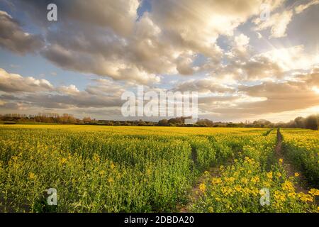 Sunset landscape over rapeseed crops in rural Norfolk. Beautiful clouds and natural light over tracks through a crop field. Stock Photo