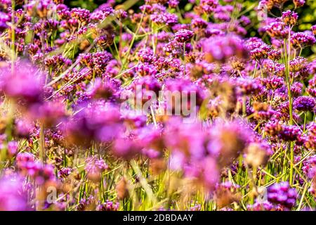 Verbena bonariensis known as purpletop, clustertop, South American, Brazilian or Argentinian vervain, tall and pretty verbena Stock Photo