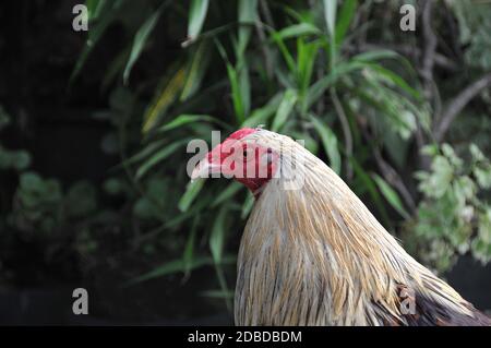 Rooster Long Black Tail Feathers Philippines Stock Photo 1876459711