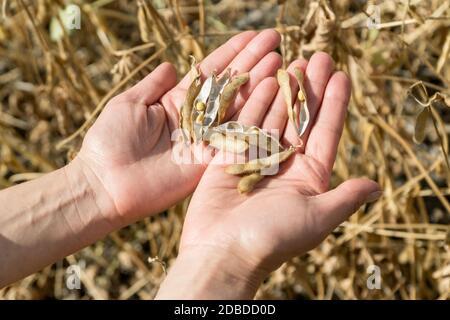 Ripe soybeans in human hands on a soybean field. Agriculture production concept Stock Photo