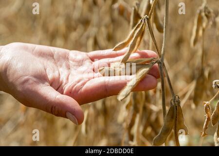 Ripe soybeans in human hands on a soybean field. Agriculture production concept Stock Photo