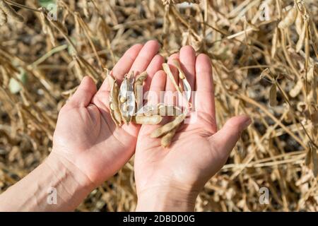 Ripe soybeans in human hands on a soybean field. Agriculture production concept Stock Photo