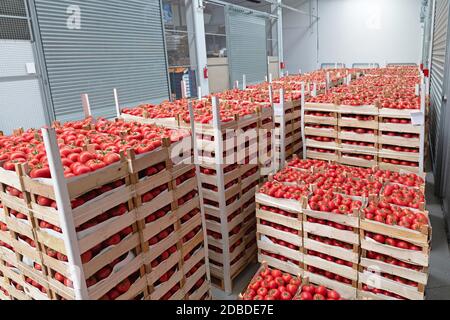 Crates of Red Tomato in Warehouse Storage Stock Photo