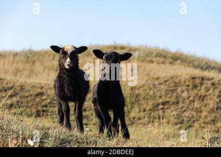 Cute little black sheep are standing on a green meadow. Funny faces look at the camera. Portrait of Pets. Two pretty little lambs. Symbol of spring an Stock Photo
