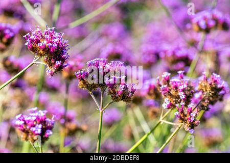 Verbena bonariensis known as purpletop, clustertop, South American, Brazilian or Argentinian vervain, tall and pretty verbena Stock Photo