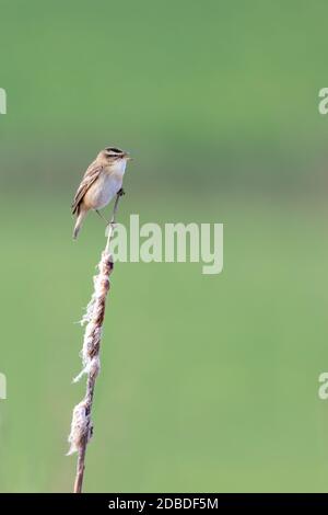 small song bird Sedge warbler (Acrocephalus schoenobaenus) sitting on the reeds. Little songbird in the natural habitat. Spring time. Czech Republic, Stock Photo