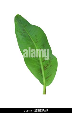 Green banana leaves with unique motifs, isolated on a white background, clipping path included. HD Image and large zise Stock Photo