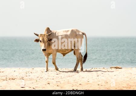 Bull on the beach in the town of Bijilo in western Gambia in Africa Stock Photo