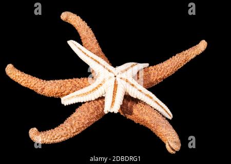Some of sea stars isolated on black background, close up Stock Photo
