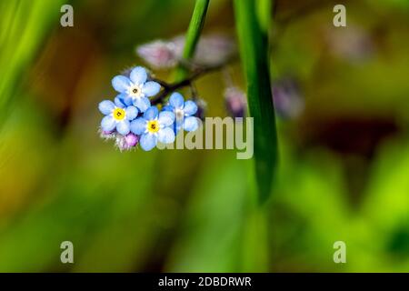 Myosotis sylvatica, known as wood or woodland forget-me-not Stock Photo