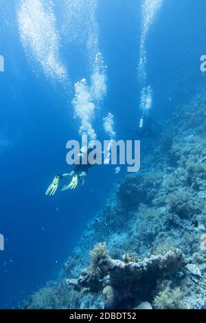A group of divers over a coral reef, air bubbles, underwater landcape Stock Photo