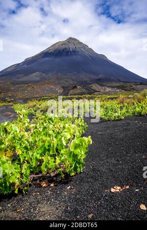 Pico do Fogo and vine growing in Cha das Caldeiras, Cape Verde Stock ...