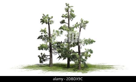 Eastern White Pine tree cluster on a green area Stock Photo