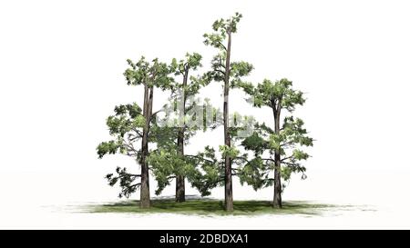 Eastern White Pine tree cluster on a green area Stock Photo