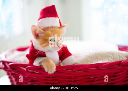 Baby cat in Christmas costume and Santa hat. Ginger newborn kitten sleeping under woolen blanket. Cozy Xmas winter day with pet at home. Nap time Stock Photo Alamy