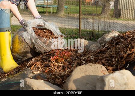 Woman gardener mulching potter thuja tree with pine tree bark mulch. Urban gardening Stock Photo
