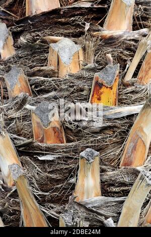 Tropical cut branches wood bark structure background. Palm tree bark texture. Stock Photo