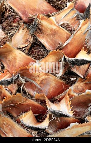 Tropical cut branches wood bark structure background. Palm tree bark texture. Stock Photo