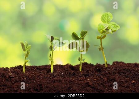 Germination pea sprout in soil Stock Photo