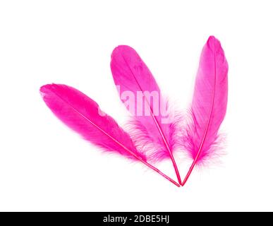 Dark pink feather on a white background Stock Photo