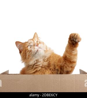 adult red fluffy cat sits behind a brown cardboard, animal raised its paw out and looks up against a white background, copy space Stock Photo