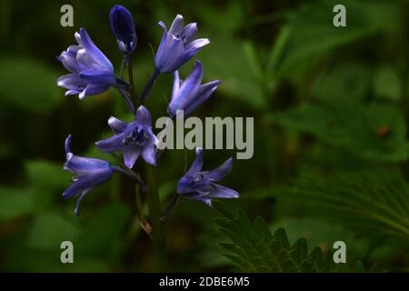 Hyacinthoides non scripta Stock Photo