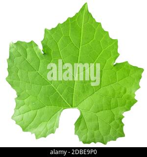 Young leaf of Loofah (Luffa acutangula), isolated Stock Photo